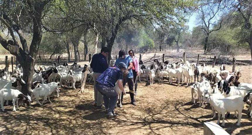 Intenso trabajo t&eacute;cnico para apuntalar la producci&oacute;n caprina en El Impenetrable