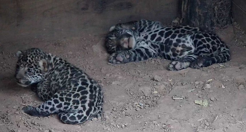 Nacieron dos yaguaret&eacute;s en el Parque Nacional El Impenetrable