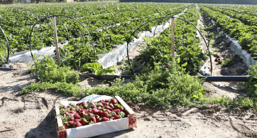 De la mano del convenio con "Danone", se afianza la producci&oacute;n de frutillas en el Chaco