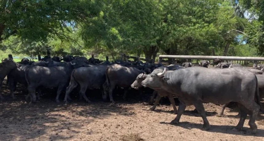 Los b&uacute;falos avanzan en los campos chaque&ntilde;os