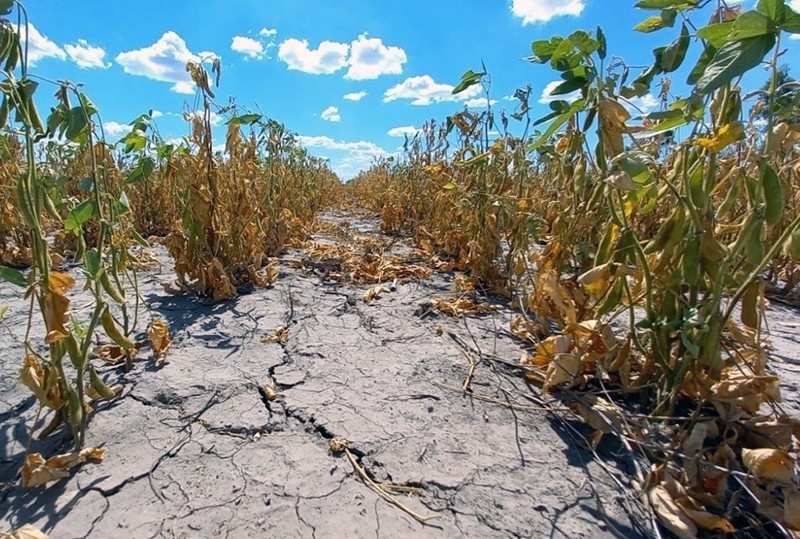 El Gobierno nacional validó la emergencia agropecuaria para 10 departamentos del Chaco