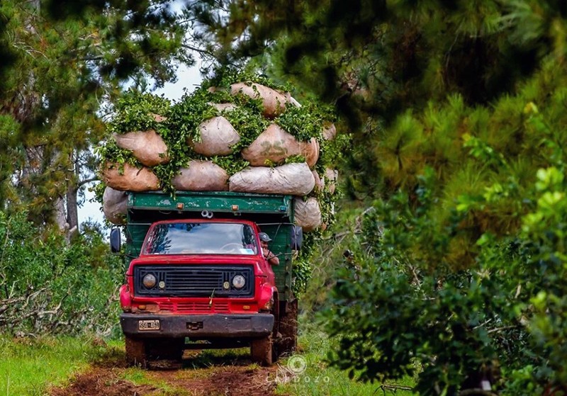 Misiones: yerbateros exigen $390 por kilo y se apoyan en el gobierno provincial para hacerse escuchar