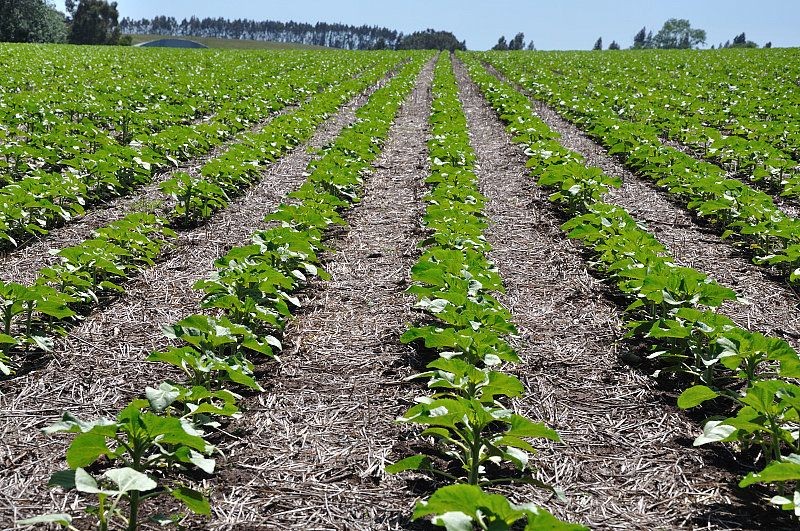 Girasol: el Chaco sembró el 50% menos de lo estimado y preocupa la sequía