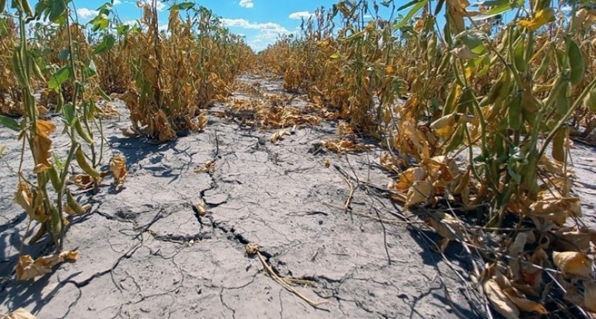 El Gobierno nacional validó la emergencia agropecuaria para 10 departamentos del Chaco