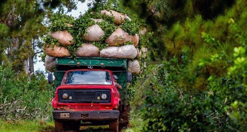 Misiones: yerbateros exigen $390 por kilo y se apoyan en el gobierno provincial para hacerse escuchar