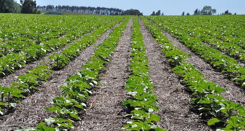 Girasol: el Chaco sembr&oacute; el 50% menos de lo estimado y preocupa la sequ&iacute;a