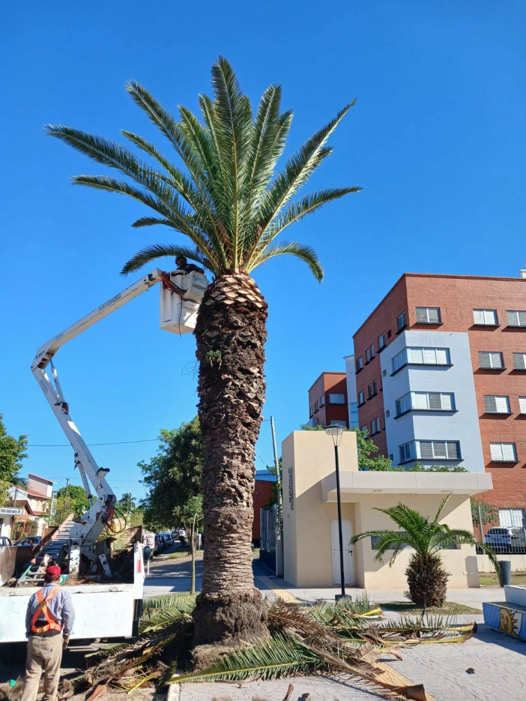 Desde la Municipalidad realizan podas Controladas en la Ciudad 