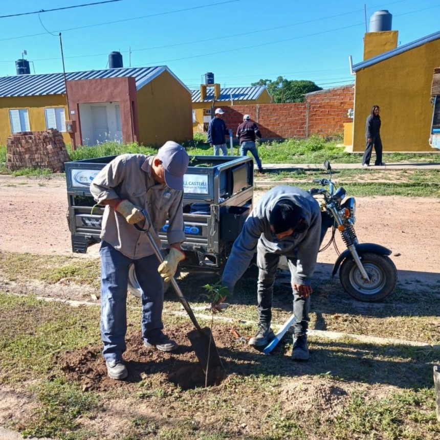El área de Ambiente continúa con la implementación del Plan de Forestación Urbana