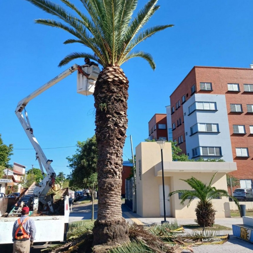 Desde la Municipalidad realizan podas Controladas en la Ciudad 