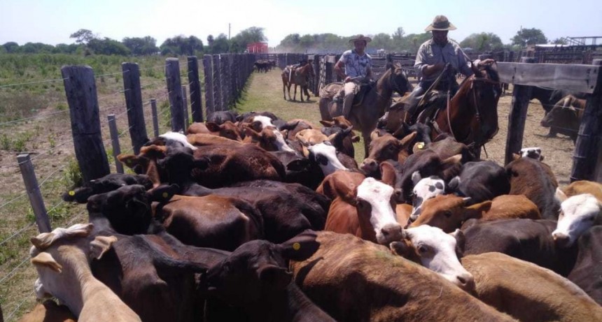 Destacaron los buenos precios y organizaci&oacute;n durante el remate ganadero de Pampa del Indio