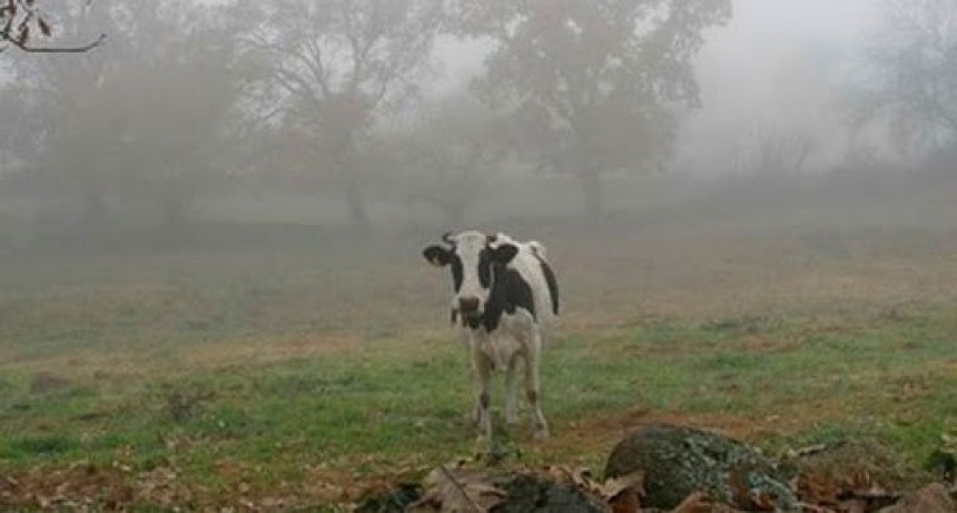 Lleg&oacute; la tan esperada lluvia al impenetrable chaque&ntilde;o