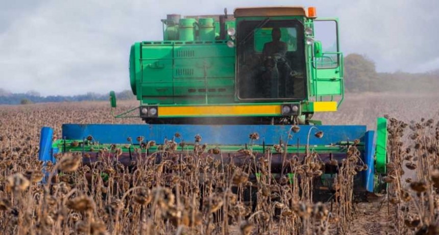 El girasol recupera terreno y proyecta exportaciones por US$ 1.200 millones