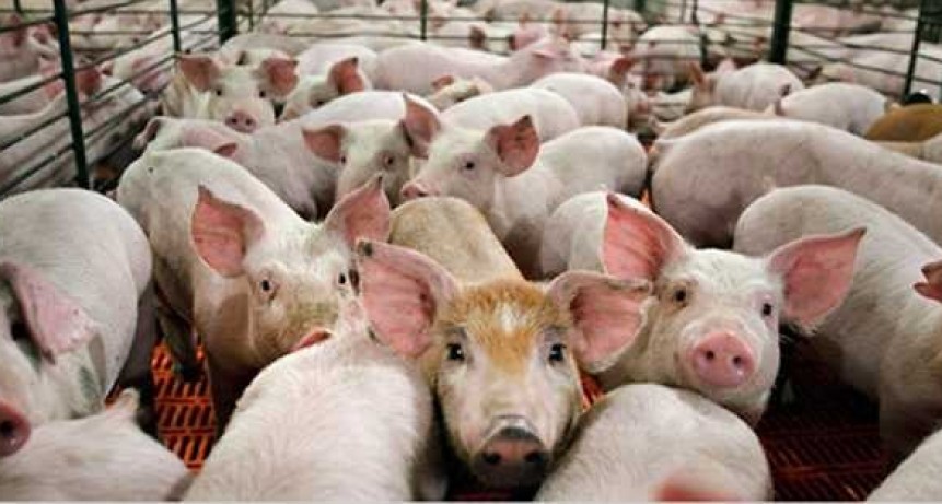 Profundizan los controles y se emite una alerta nacional por la peste porcina africana