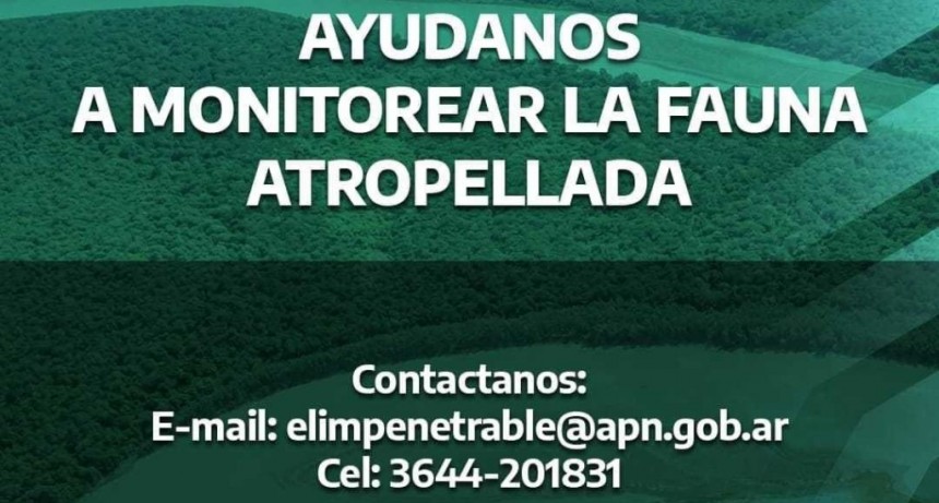 El Parque Nacional El Impenetrable monitorea la fauna atropellada
