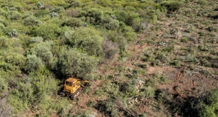 Greenpeace registr&oacute; a una topadora arrasando bosques chaque&ntilde;os a pesar de fallo judicial