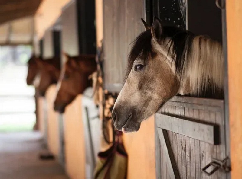 Alerta por virus que afecta a los caballos y contagia a humanos: casos en Corrientes y Santa Fe