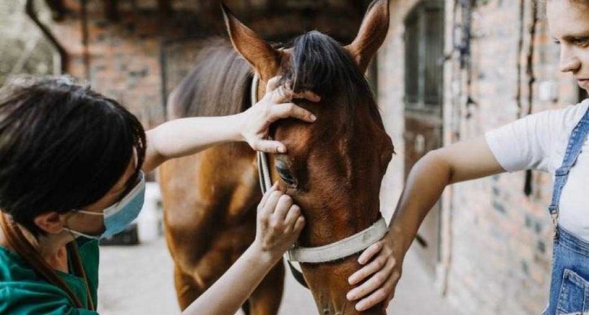 El Senasa declar&oacute; la emergencia sanitaria por encefalomielitis equina en todo el pa&iacute;s