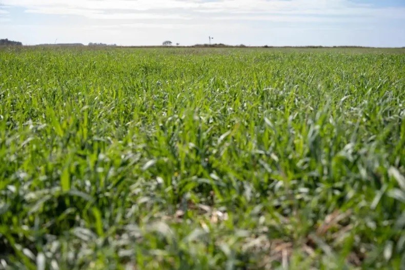 El INTA produce avena apta para celíacos 