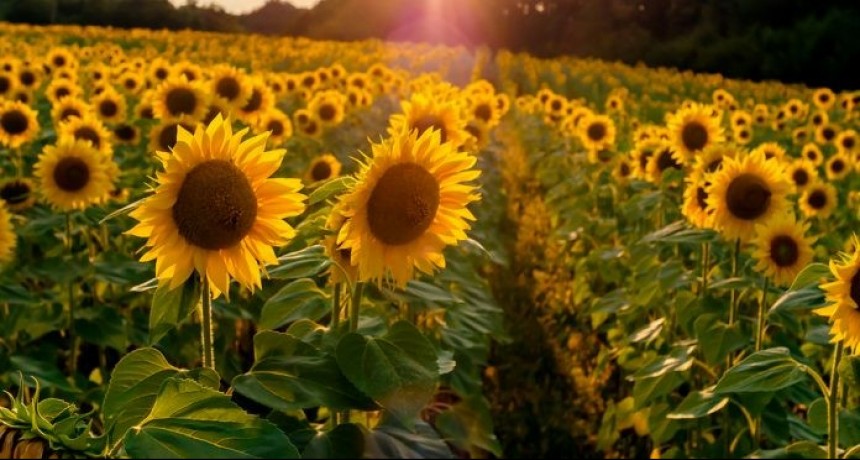 Productor chaque&ntilde;o es el ganador del Remate del primer lote de girasol cosecha 2019/2020