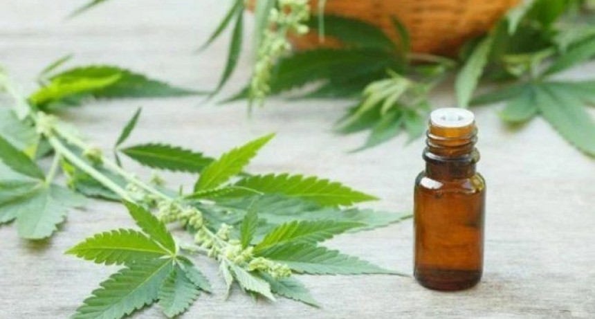 La ONU retir&oacute; el cannabis del listado de drogas peligrosas