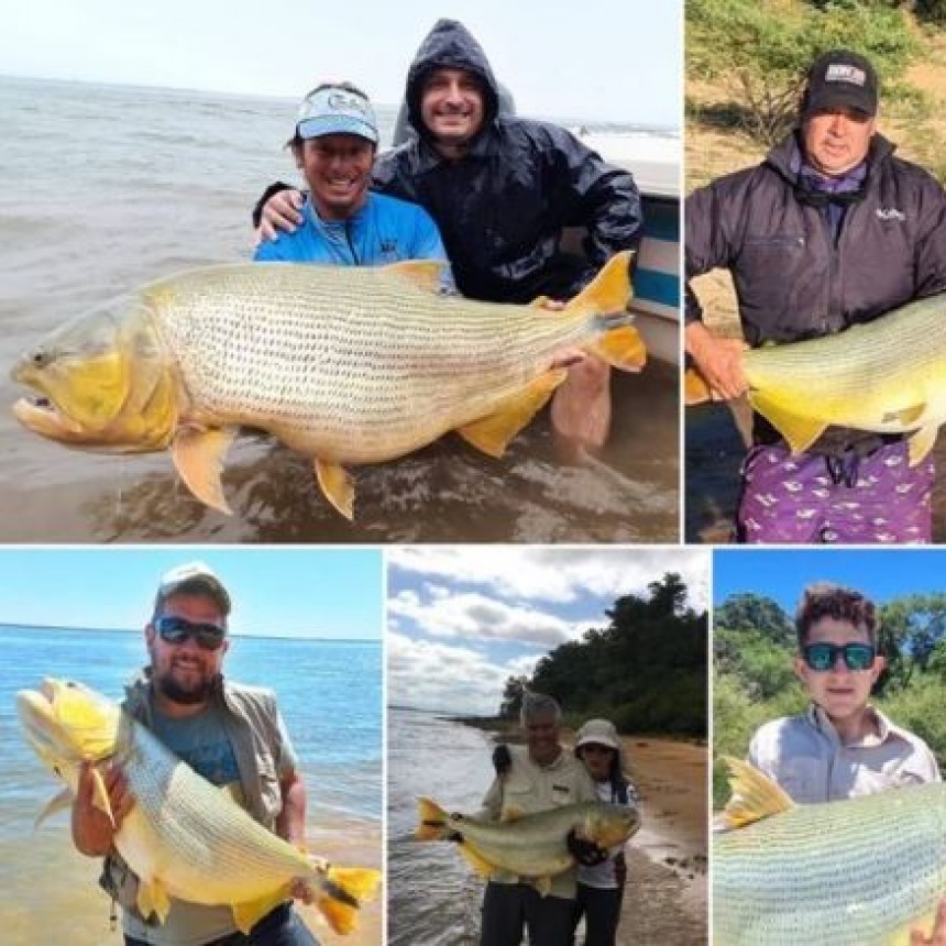 Incre&iacute;ble hallazgo: un dorado fue pescado y devuelto al r&iacute;o Paran&aacute; cinco veces