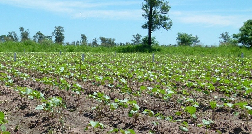 Recta final para la siembra algodonera en el Chaco