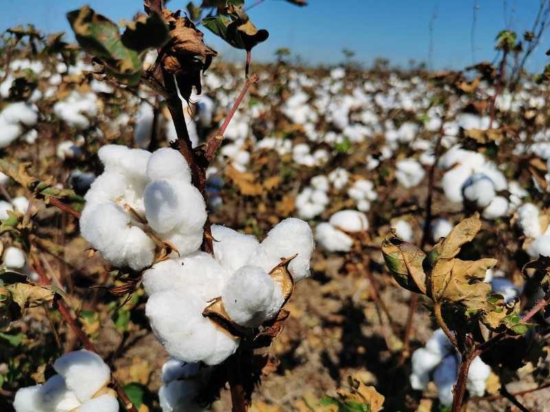 Variedades de algodón desarrolladas por el INTA se exportarán a Paraguay