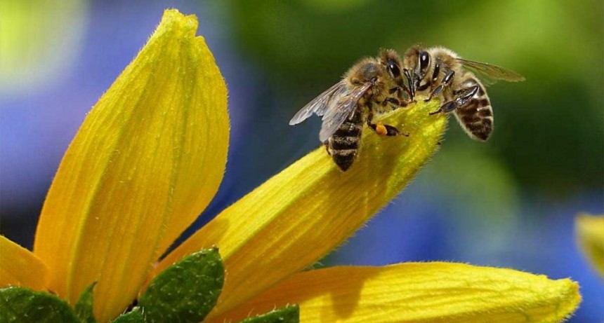 Desarrollan un método único en el mundo para dirigir abejas a zonas cultivadas específicas